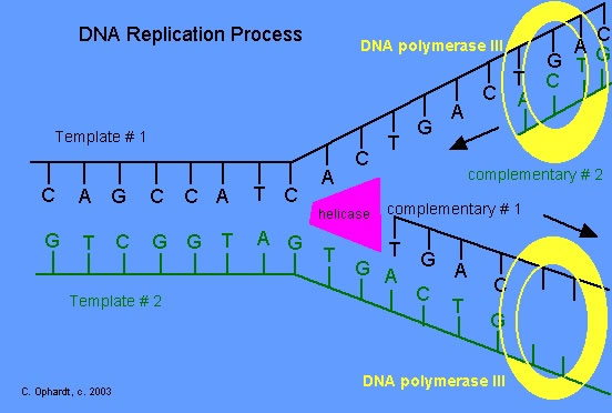 scientific analysis paper on dna replication scientific analysis paper on dna replication