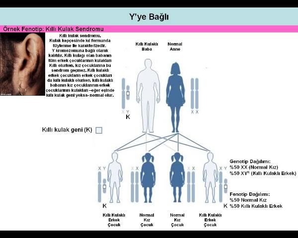 Insanda Y Kromozomuna Bagli Kalitim Toinskrzbtm 4 Jpg